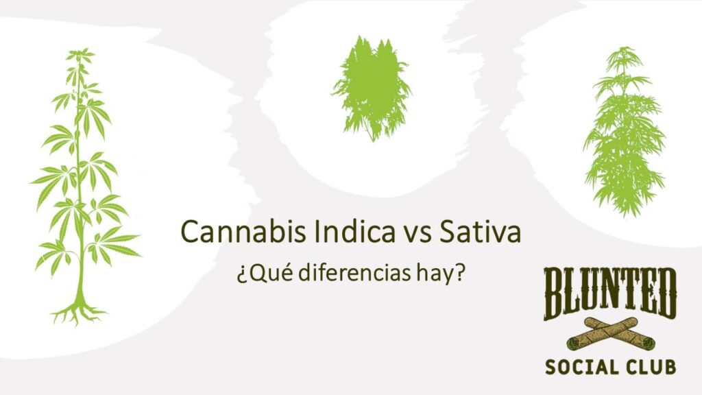 Diferencia entre cannabis indica y sativa - Blunted Cannabis Social Club