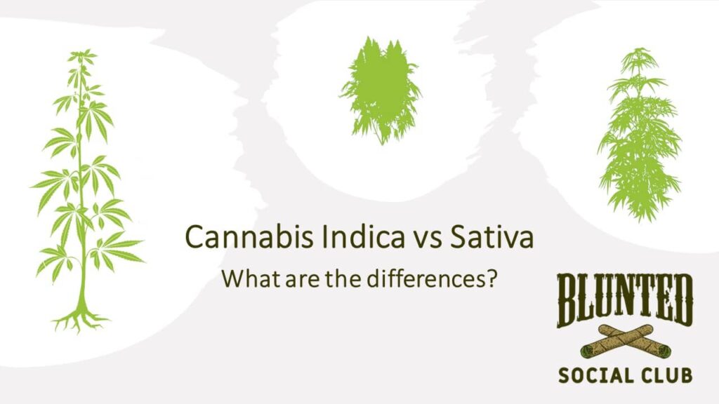 Difference between cannabis indica and sativa - Blunted Cannabis Social Club